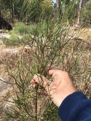 Dodonaea filifolia
