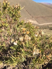 Senecio rudbeckiifolius