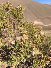 Senecio rudbeckiifolius