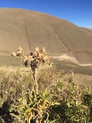 Senecio rudbeckiifolius