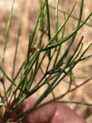 Dodonaea filifolia