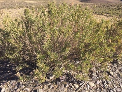 Senecio rudbeckiifolius