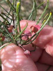 Dodonaea filifolia