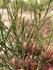Dodonaea filifolia