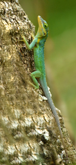 Anolis bimaculatus