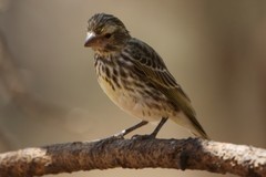 Crithagra dorsostriata