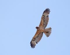 Bonelli's Eagle photo 4