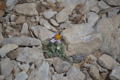 Erigeron clokeyi