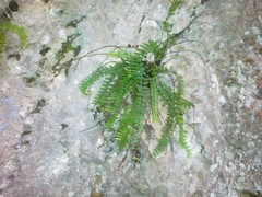 Asplenium trichomanes pachyrachis