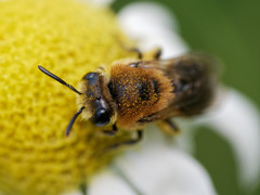 Colletes