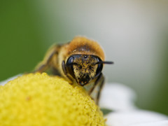 Colletes