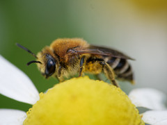 Colletes