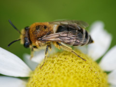 Colletes