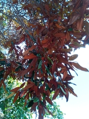 Sarcolaena codonochlamys