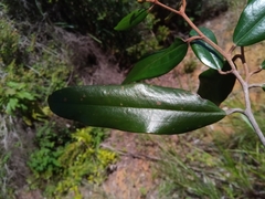 Sarcolaena codonochlamys