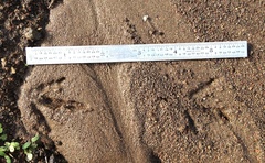 Callipepla californica