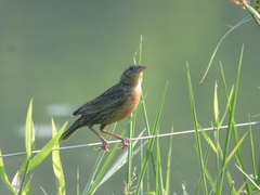Leistes militaris
