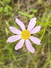 Coreopsis rosea