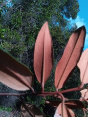 Sarcolaena codonochlamys