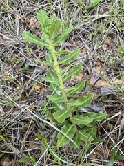 Asclepias obovata