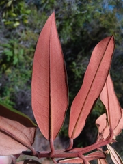 Sarcolaena codonochlamys