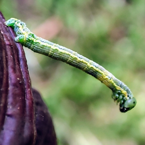 phantom hemlock looper