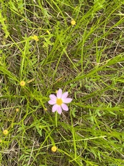Coreopsis rosea