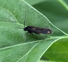 Scythris sinensis