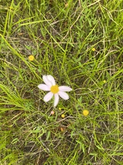 Coreopsis rosea