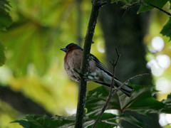 Fringilla coelebs
