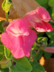 Scutellaria suffrutescens