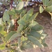 photo of Big Berry Manzanita (Arctostaphylos glauca)