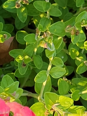 Scutellaria suffrutescens