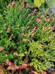 Scutellaria suffrutescens