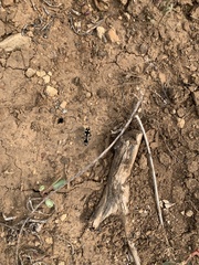 Traumatomutilla guayaca