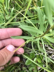 Sericocarpus linifolius