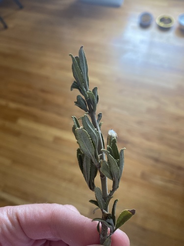 photo of Big Sagebrush (Artemisia tridentata)