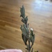 photo of Big Sagebrush (Artemisia tridentata)