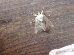 Mesoligia furuncula