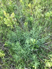 Sericocarpus linifolius