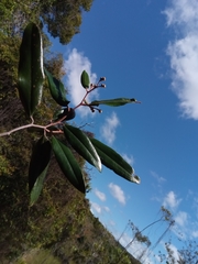 Sarcolaena codonochlamys