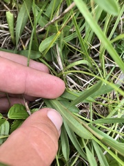 Sericocarpus linifolius