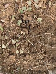 Traumatomutilla guayaca