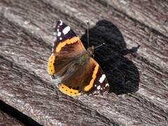 Vanessa atalanta