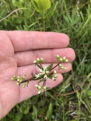 Sericocarpus linifolius