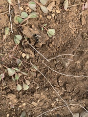 Traumatomutilla guayaca