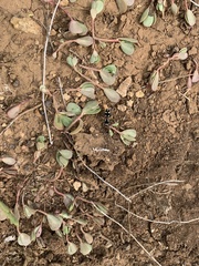 Traumatomutilla guayaca