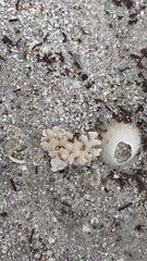 Phymatolithon calcareum