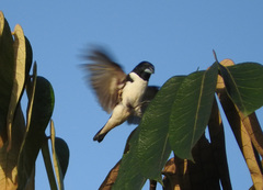 Spermestes fringilloides