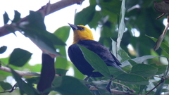Chrysomus icterocephalus